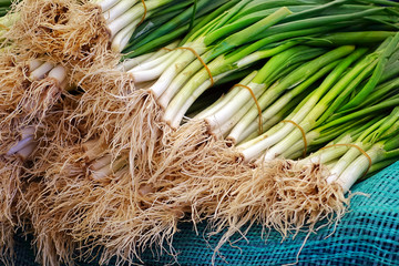 Healthy Green and Fresh Vegetable Leek