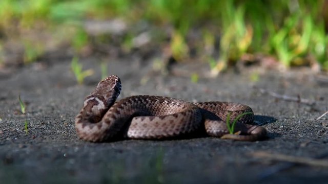The baby Viper curled up in the grass. A poisonous snake in its natural habitat.