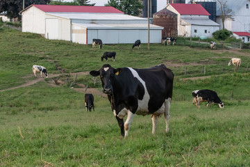 Dairy farm in rural Appalachia