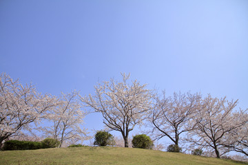 Obraz premium 稲取高原の桜並木