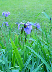 Obraz na płótnie Canvas Wild purple irises on a flowerbed in the park in the summer.
