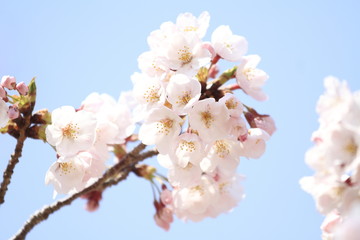 稲取高原の桜