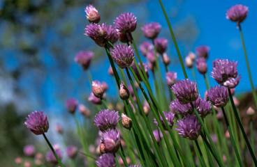 Kwiat kwiaty różowy różowe rozmycie bokeh © Dreamnordno