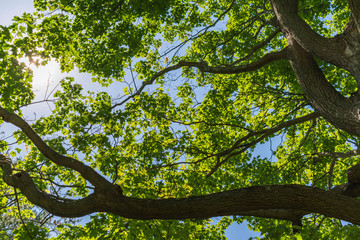 Obraz premium tree in spring