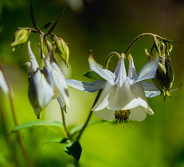 Kwiat kwiaty białe dzwoneczki rozmycie bokeh © Dreamnordno