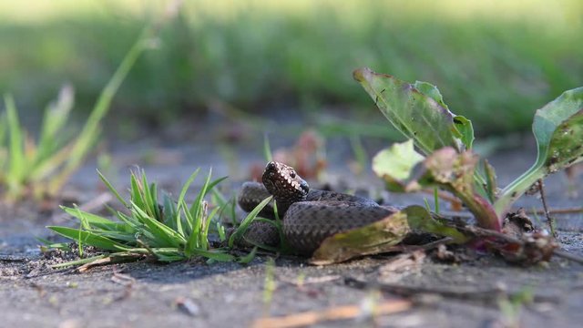 The baby Viper curled up in the grass. A poisonous snake in its natural habitat.