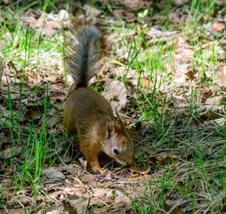 Little cute squirrel looking for something in the grass.