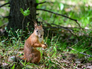 Naklejka na ściany i meble A little cute squirrel sits in the grass among the trees.