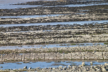 East Quantoxhead beach in Somerset. The limestone pavements date to the Jurassic era and are a paradise for fossil hunters. Ammonites and reptile remains can be found.