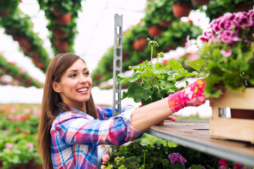 Beautiful attractive woman florist taking care of flowers in greenhouse garden. Flower saleswoman arranging potted plants for sale.