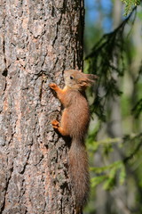 Little squirrel baby latched on to the trunk of a spruce.