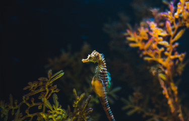 Seahorse in Aquarium