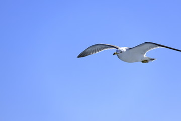 Obraz premium かもめと青空