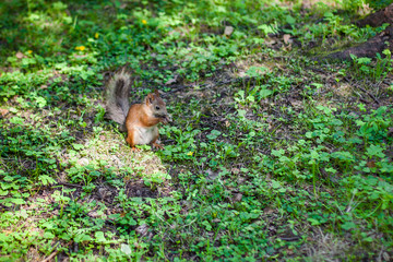 Squirrel eats nuts. Life of a wild animal in its natural environment.