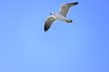 かもめと青空