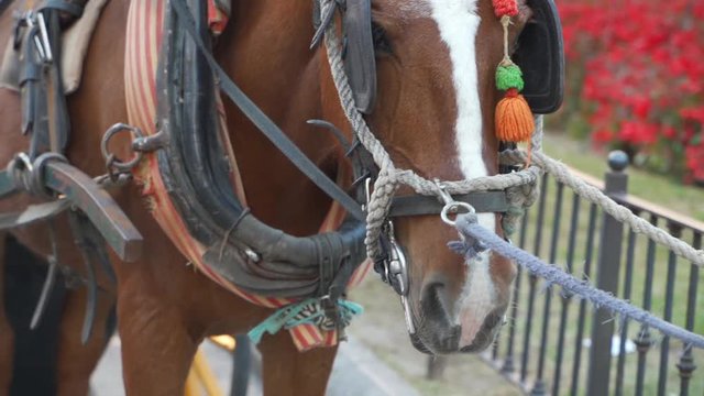 Spanish horse harnessed to a carriage. Touristic attraction. Slow motion