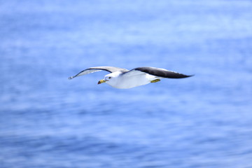 海上を飛ぶかもめ