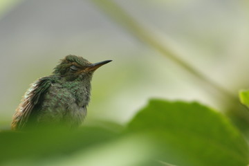 hummingbird 