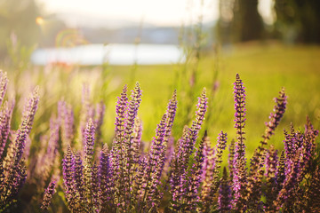 Purple flowers meadow in summer.