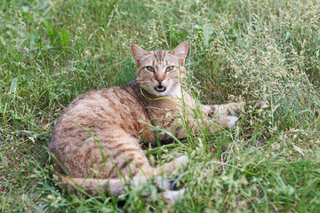 Naklejka na ściany i meble Gray-striped,with an open mouth, the cat lies in the grass
