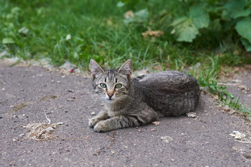 Naklejka na ściany i meble Gray-striped homeless cat lying on the street on the asphalt