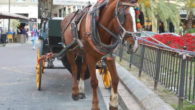 Spanish horse harnessed to a carriage. Touristic attraction. Slow motion