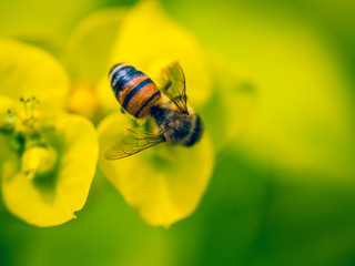 Bee Pollinating On Yellow Flower