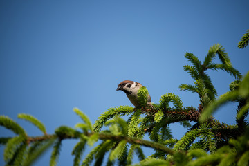 Mazurek 1 © sliver63