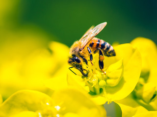 Bee Pollinating On Yellow Flower