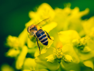 Bee Pollinating On Yellow Flower