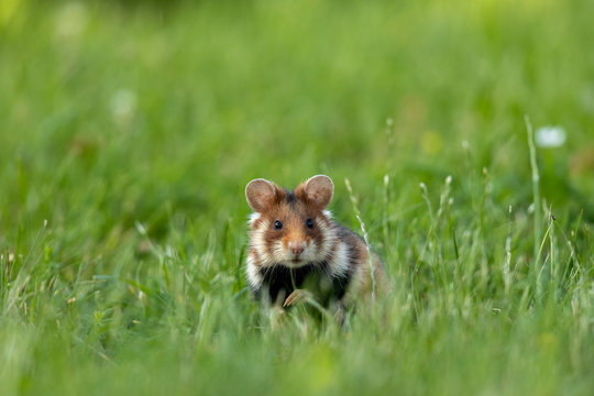 Feldhamster in Wiese mit geb&uuml;ckter Haltung