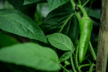 Hot pepper plant