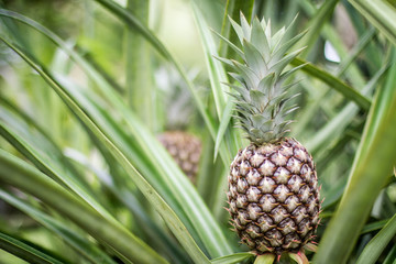 fresh pineapple