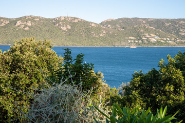 Fototapeta na wymiar Végétation Corse