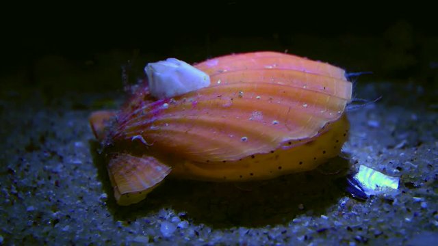 The clam Smooth scallop (Flexopecten glaber) closes and opens the shell, medium shot.