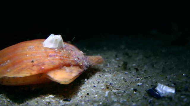 The clam Smooth scallop (Flexopecten glaber) jumps, medium shot.