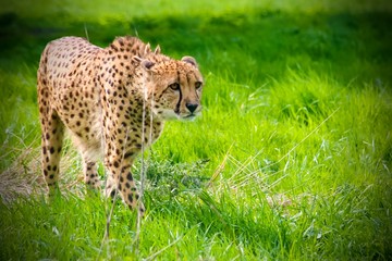 Leopard in grass