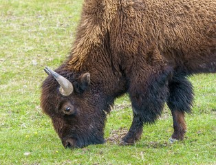 Portrait of bison (buffalo) eating green grass