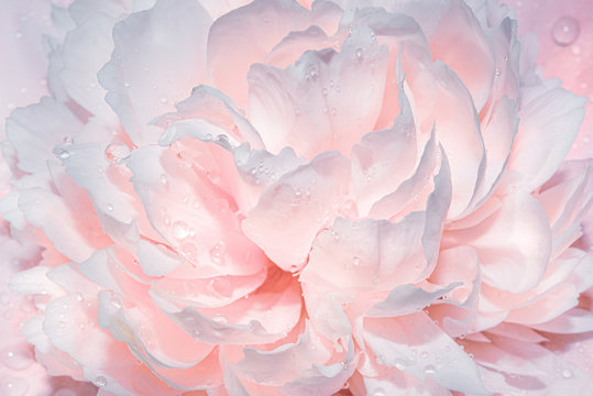 Abstract background with flowers. Light gentle pink background from peony petals. Peony flower in dew drops close up. Peony in drops of water, close-up.