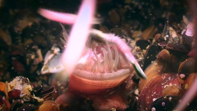 Beadlet Anemone (Actinia equina) eats Clam Worms (Nereis sp.).