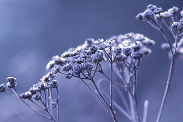 Dried flower buds of weeds in spring time isolated on blue background