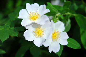 Rosa odorata flower