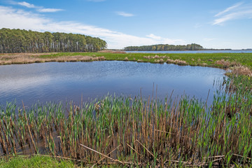 Forest, Wetland Marsh, and Spring Growth in the Marsh Grass