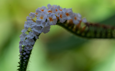 kwiat kwiaty © Dreamnordno