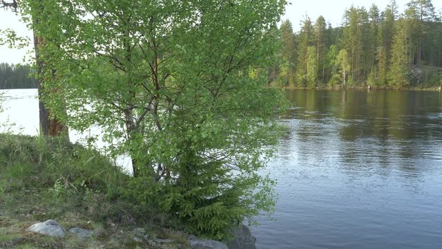 Still shot of a tree slowly moving with the wind in the trysil river in Norway.