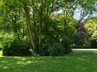 Trees and vegetation in a beautiful park in Bruges
