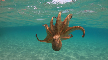 Underwater photo of small octopus in tropical sandy turquoise sea bay © aerial-drone