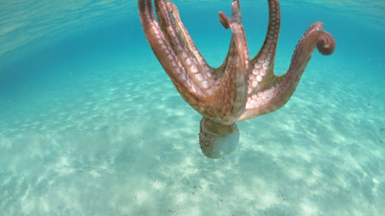 Underwater photo of small octopus in tropical sandy turquoise sea bay