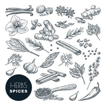Spices, herbs set. Vector hand drawn sketch illustration, isolated on white background. Cooking icons, design elements.