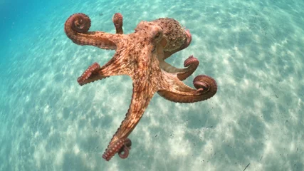 Fotobehang Underwater photo of Octopus swimming in turquoise exotic sandy bay © aerial-drone